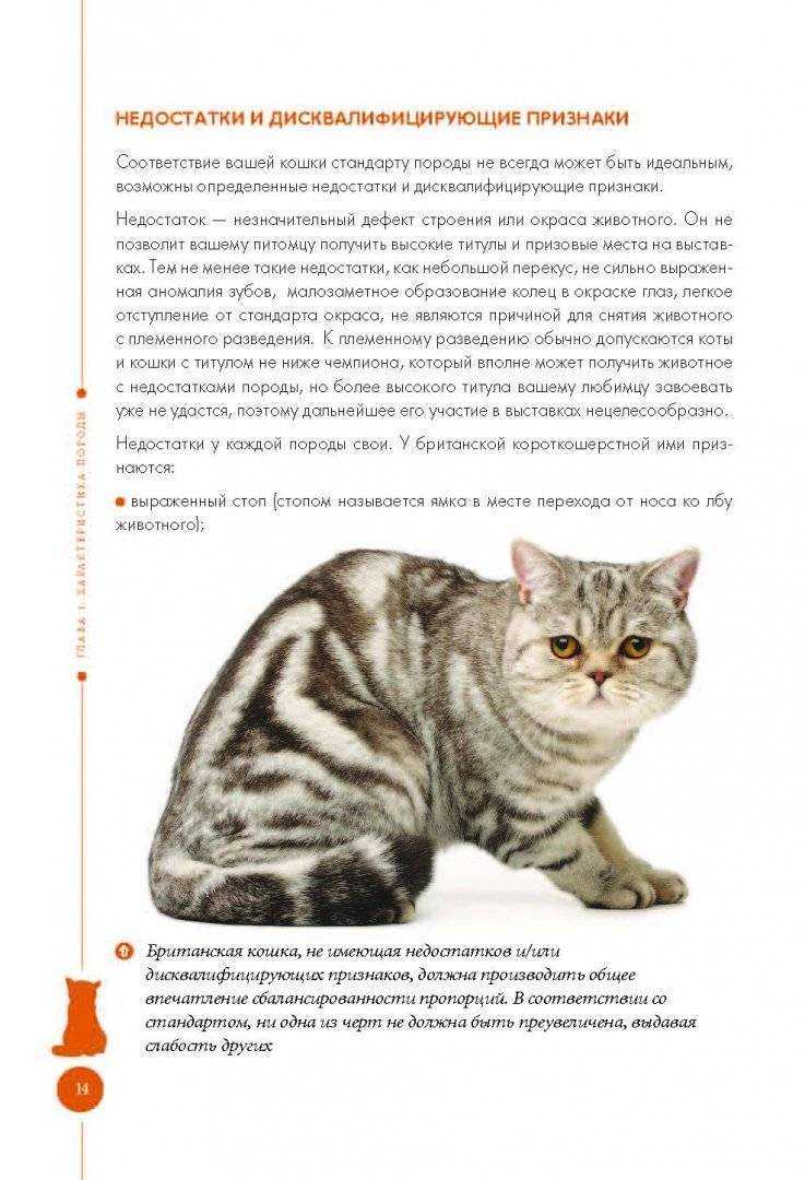 Породные стандарты британской кошки