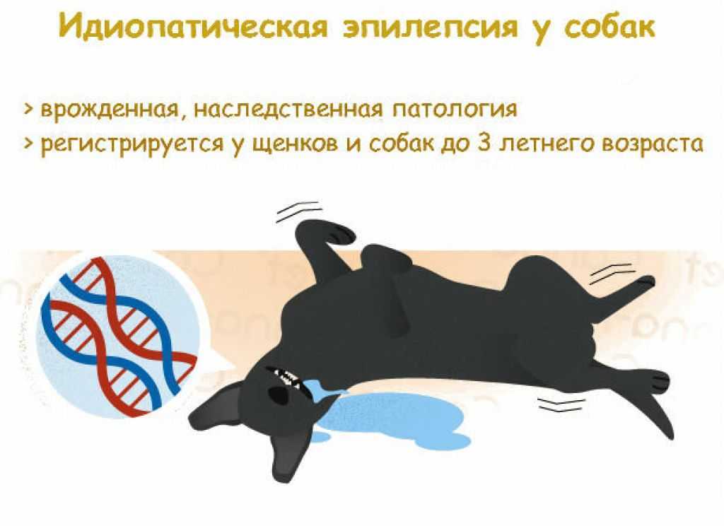 Судороги у собак: причины и лечение, виды судорог