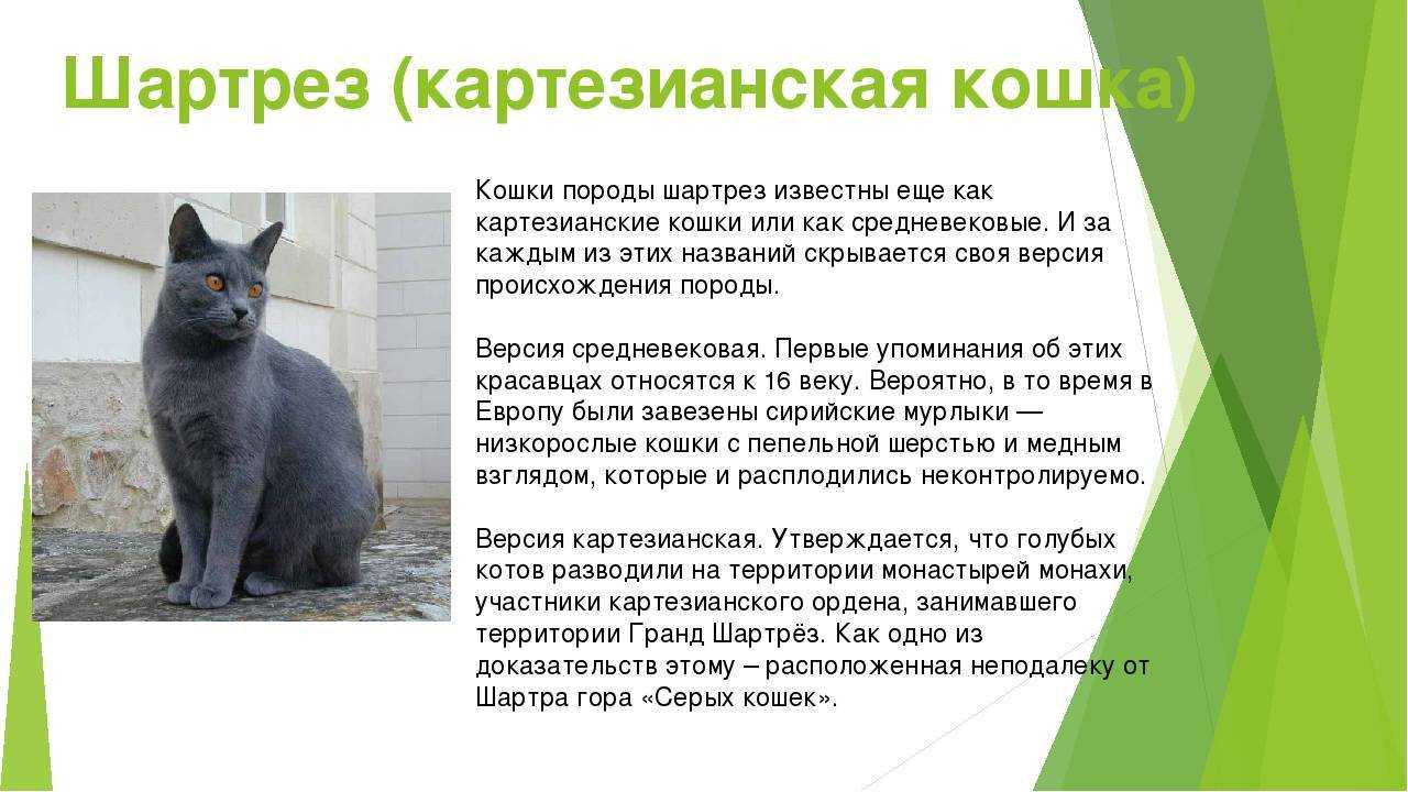 Кошка эльф: описание внешности и характера, уход за питомцем и его содержание, выбор котёнка, отзывы владельцев, фото кота