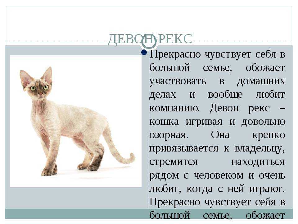 Девон-рекс кошка, описание породы, фото, характер, окрас, уход, история, здоровье