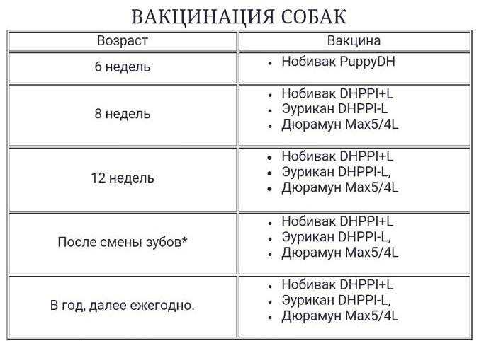 Прививки собакам по возрасту: как часто делать в два месяца, таблица, график вакцинации, календарь прививок
