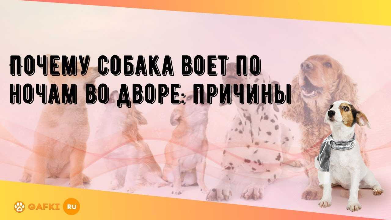Опасность рядом: почему собака скулит и как ее отучить?