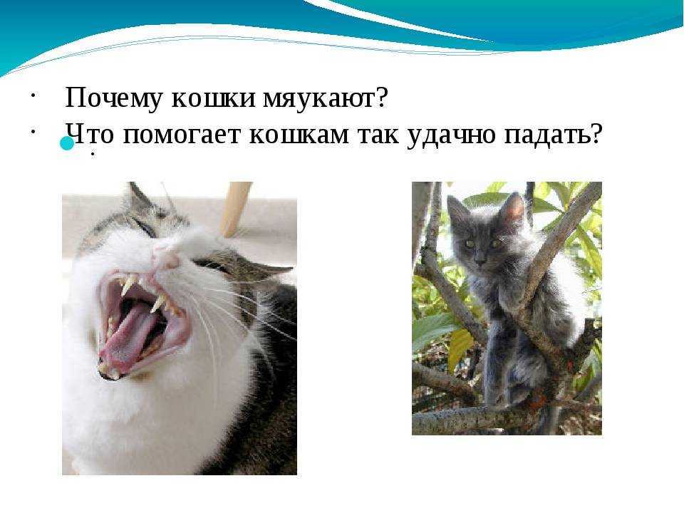 Что беспокоит котёнка, когда он мяукает: самые распространённые причины и когда нужно бить тревогу