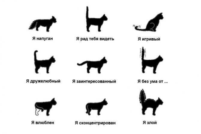 7 самых любопытных фактов о взаимоотношениях человека и кошки