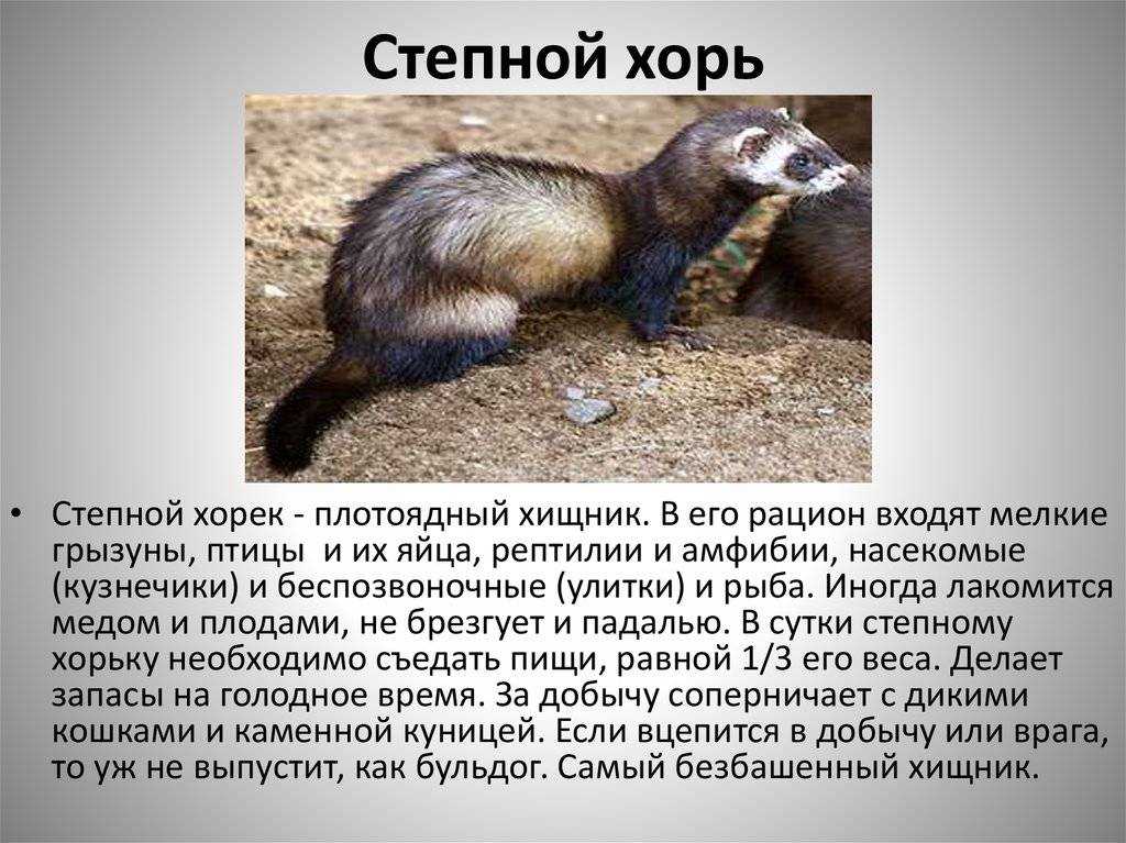 Лечение хорьков — основные болезни и симптомы
