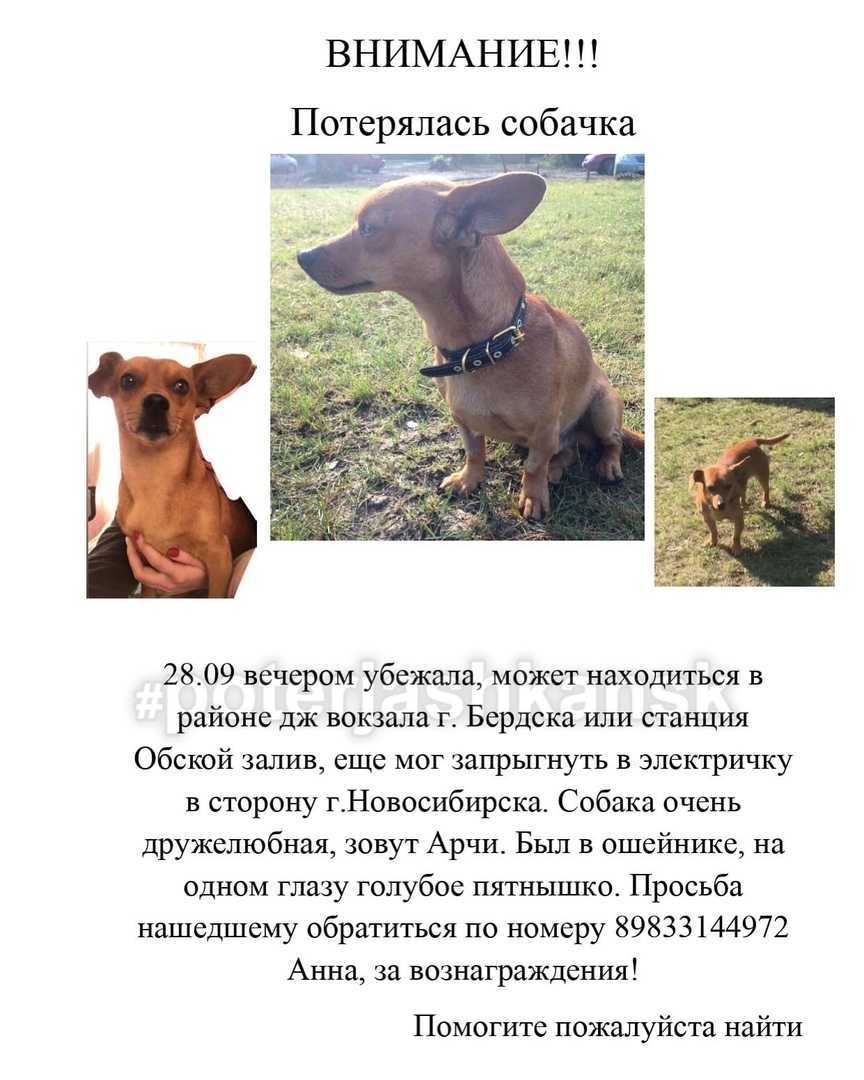 Что делать, если потерялась собака: полезные советы где и как искать | звери дома