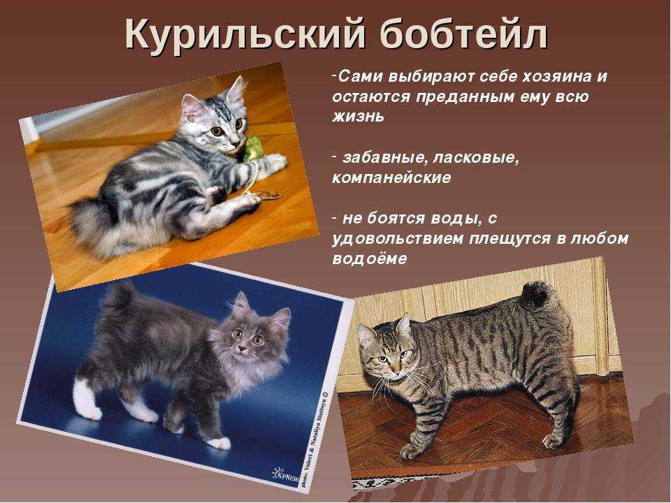 Курильский бобтейл: фото, описание породы, характер, здоровье, уход и содержание