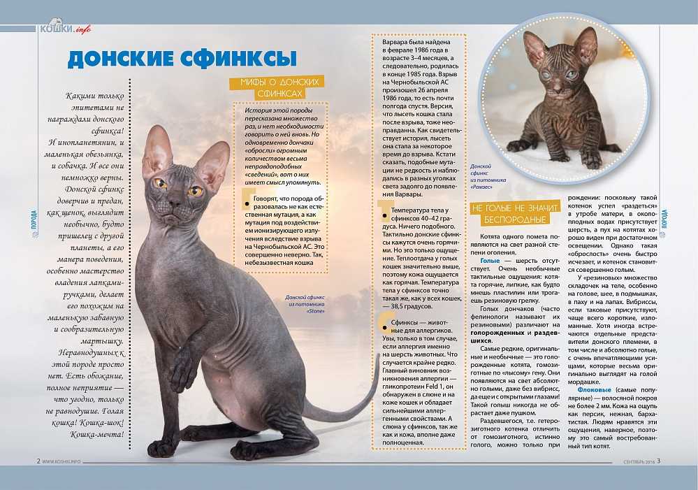 Причины нарушения терморегуляции у кошек, профилактика и лечение