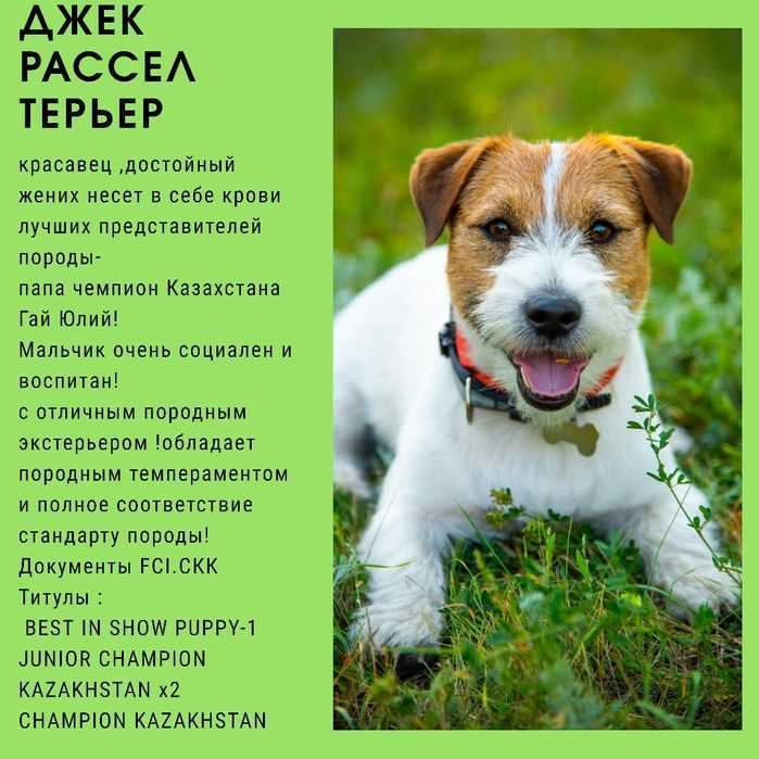 Джек-рассел-терьер: всё о собаке, характеристика и описание породы