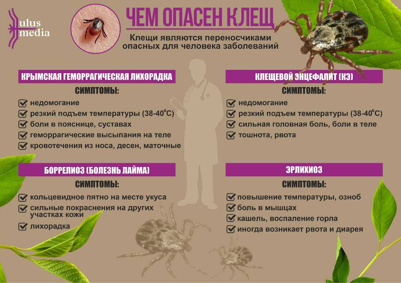 Последствия укуса клеща у собаки