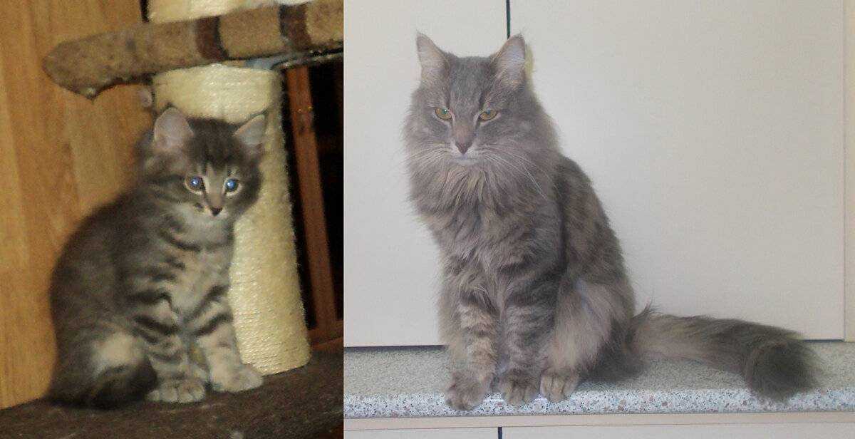 До какого возраста растут коты и кошки?
