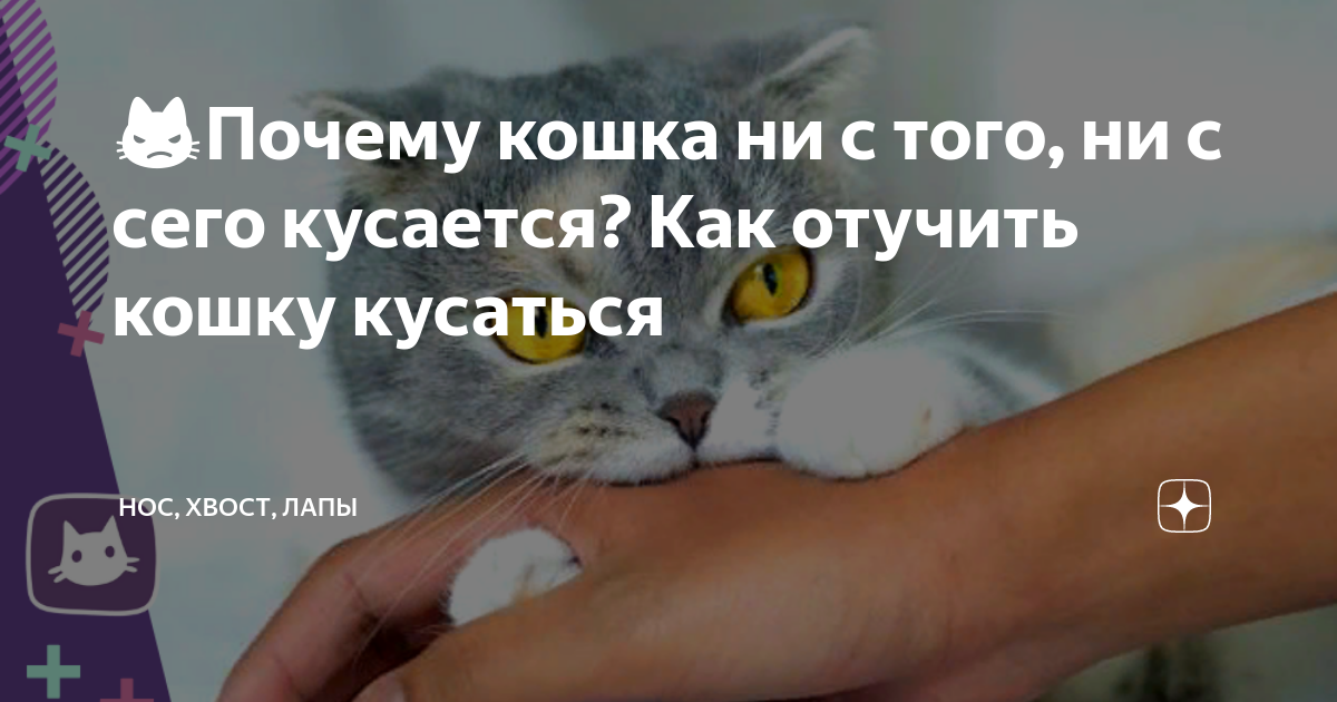 Почему котята кусаются и царапаются и как научить их дружить