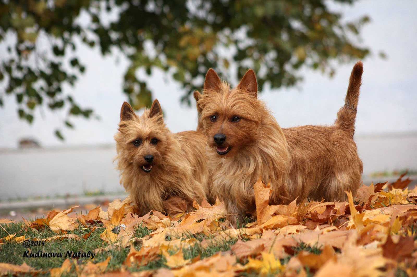 Австралийский шелковистый терьер или силки-терьер (australian silky terrier)