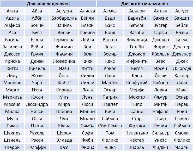 Имена для кошек, клички для котят: как оригинально назвать кота