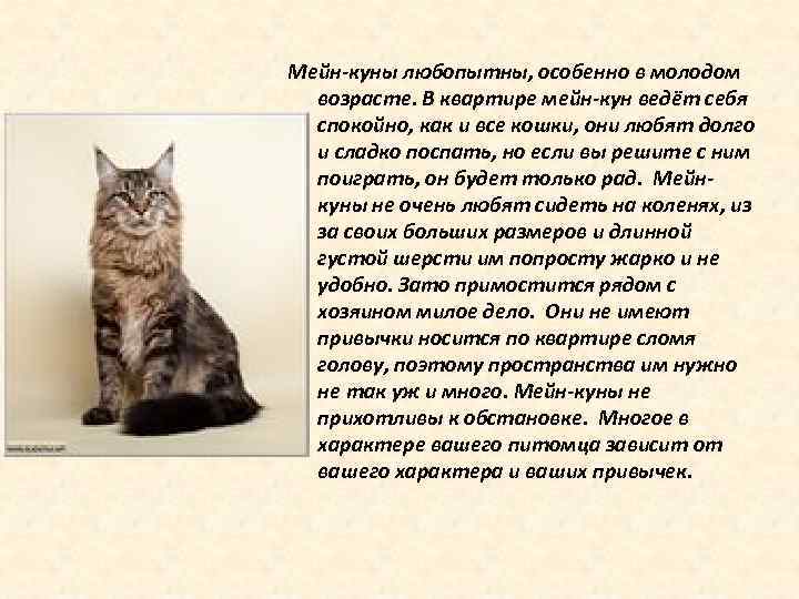 Окрас кошек породы мейн-кун