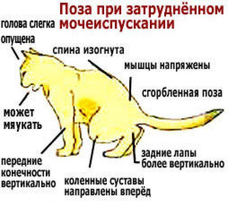 Когда над питомцем нависла опасность: внутреннее кровотечение у кошек