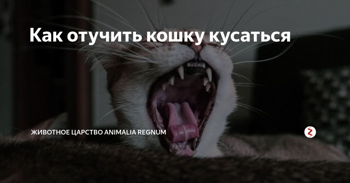 Какие причины заставляют кошку кусаться