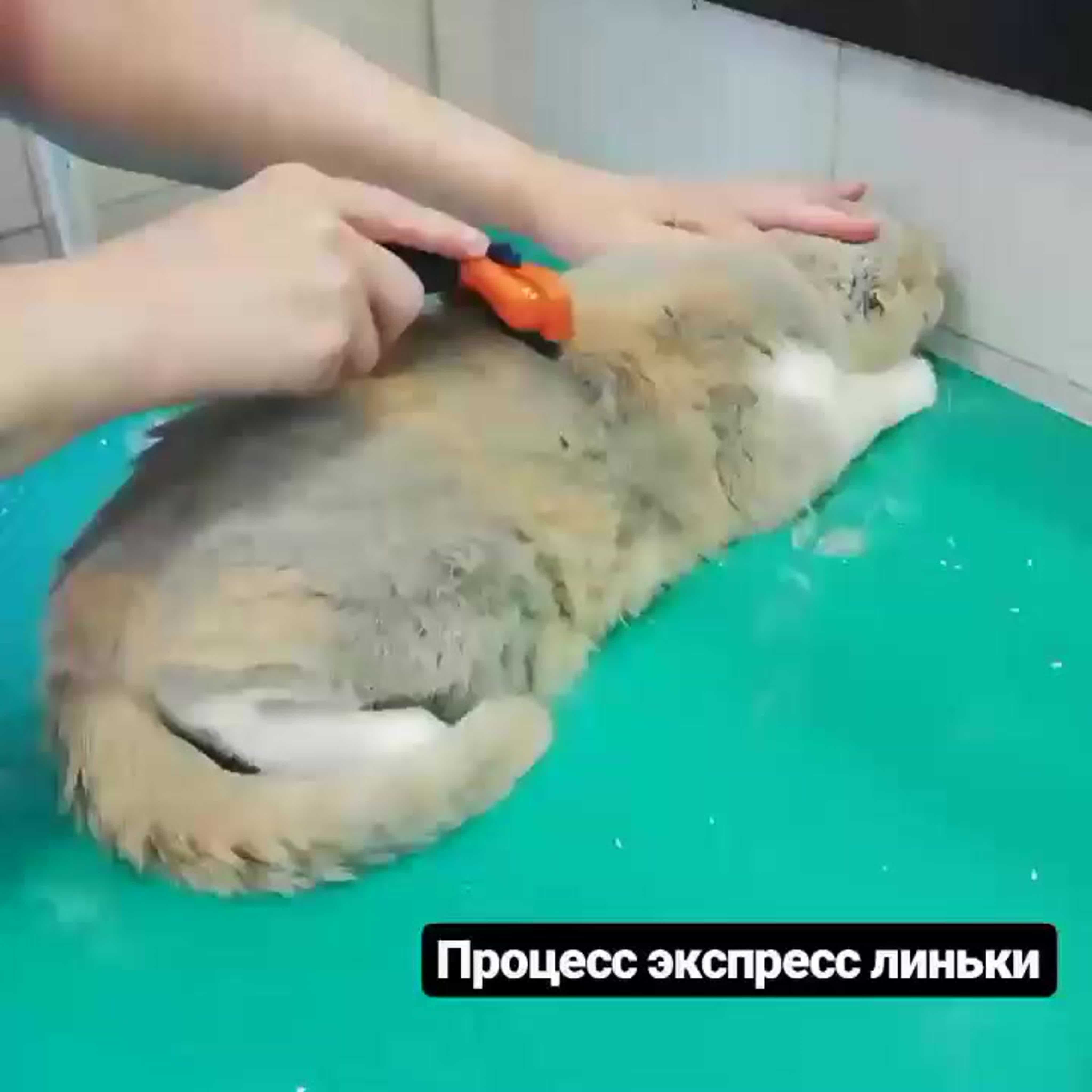 Почему выпадает шерсть у собаки