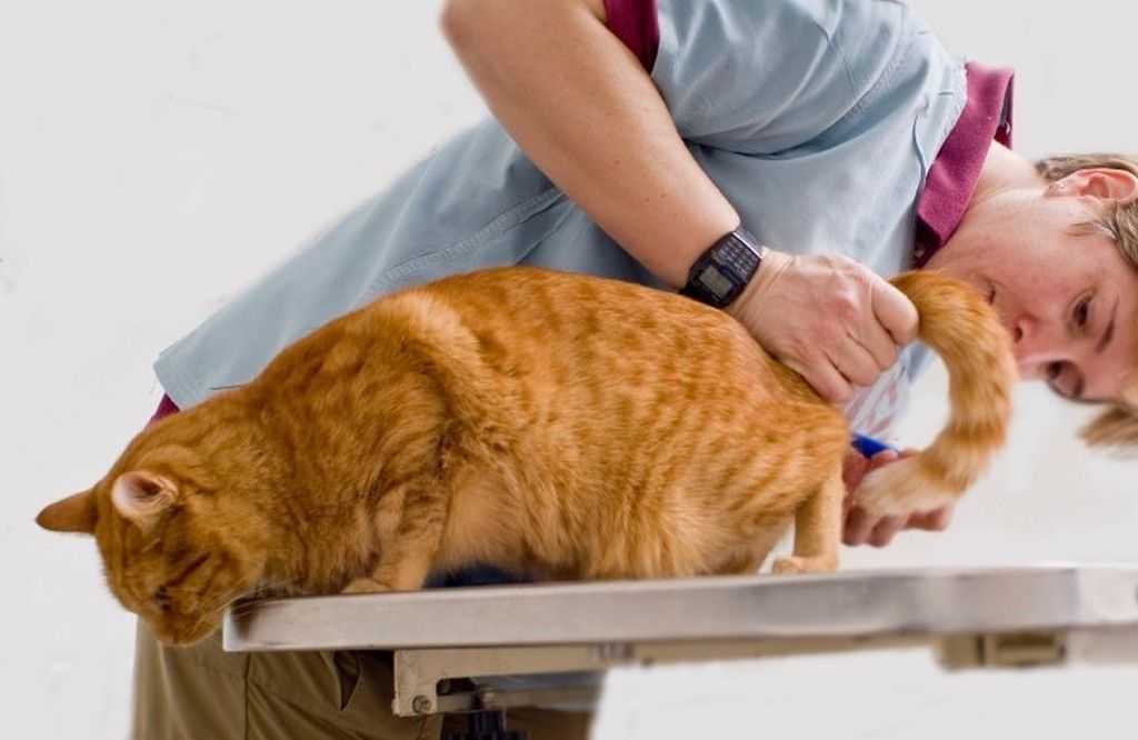 Запор у котенка. что делать, если у месячного котенка запор?!