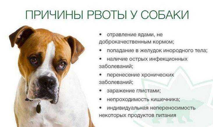 Рвота с кровью у собаки: что делать, причины, методы лечения в домашних условиях