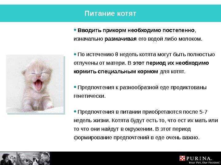 Чем кормить котёнка в 1, 2, 3 месяца и далее — pet-mir.ru