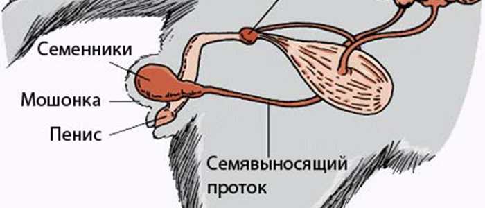 Воспаление предстательной железы или простатит у котов развивается под влиянием разных причин Наиболее подвержены недугу особи постарше и некастрированные животные