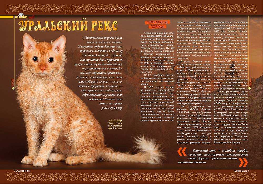 Очарование нежности: умный и чуткий уральский рекс — domovod.guru
