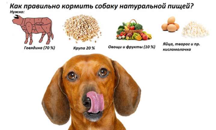 Сырое мясо кошкам
