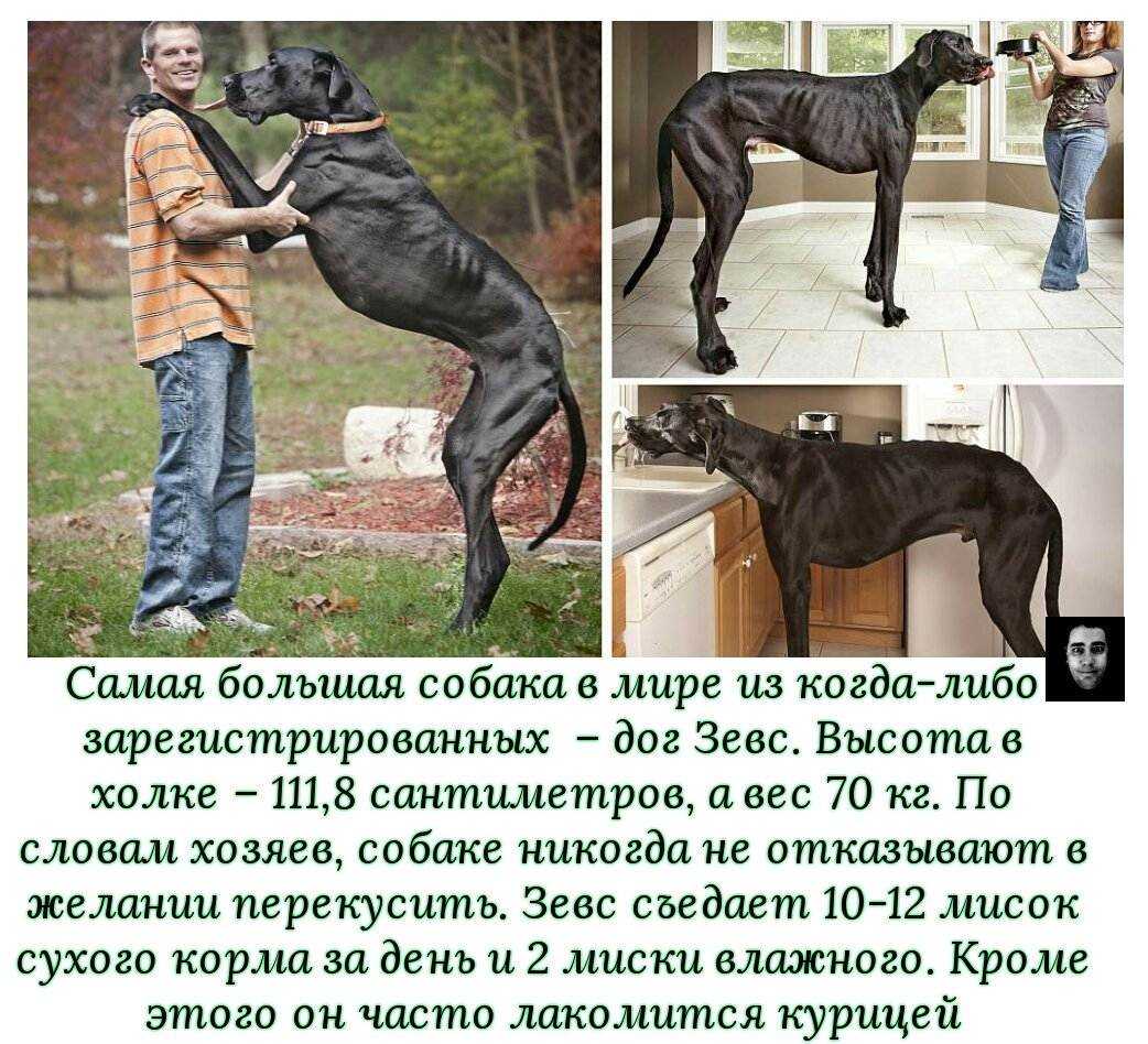 Описание разновидностей догов история породы особенности экстерьера и поведения характерные заболевания