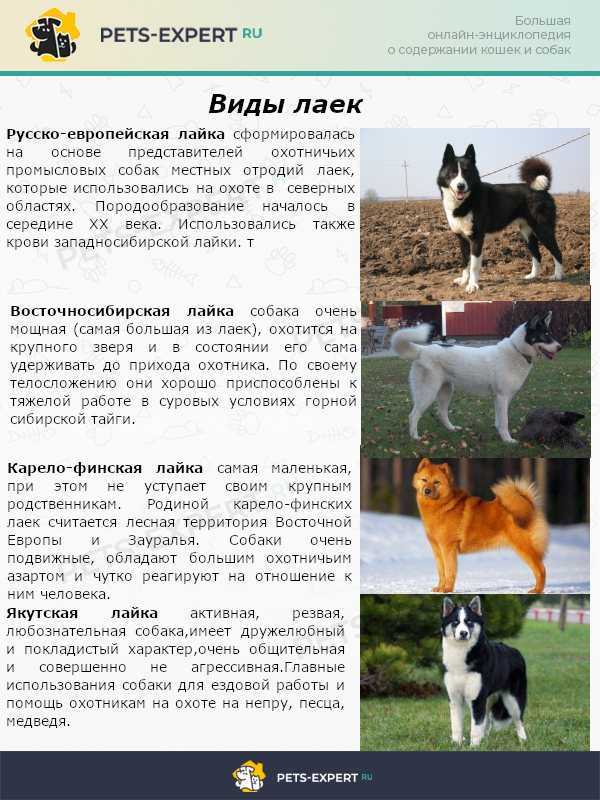 Собака дог: разновидности породы, их описание