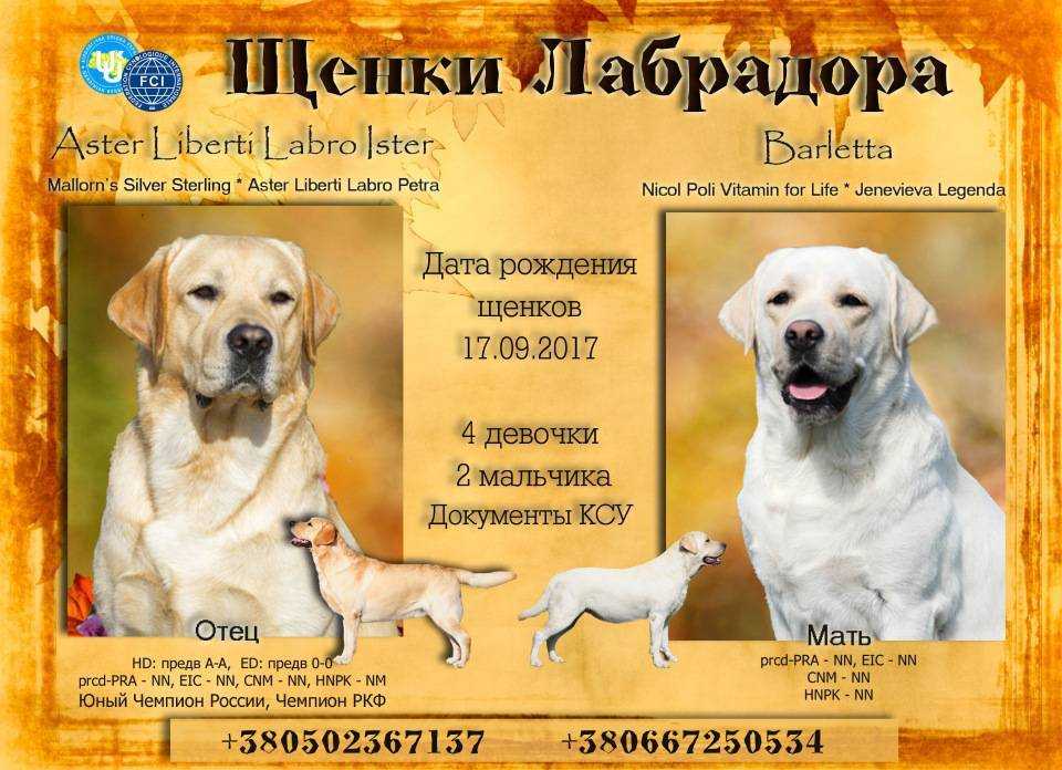 Лабрадор | собаки вики | fandom