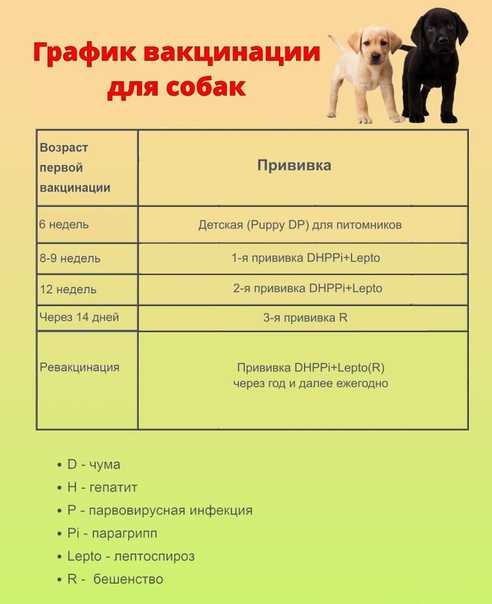 Обязательная вакцинация для домашних животных. когда и какие делать привики кошкам и собакам? фото — ботаничка