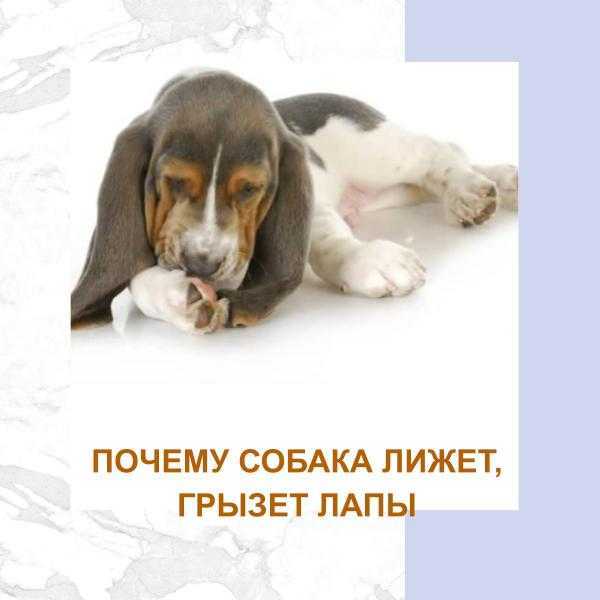 5 причин, по которым собака грызет свои лапы: новости, собаки, питомцы, поведение, проблемы, причины, домашние животные