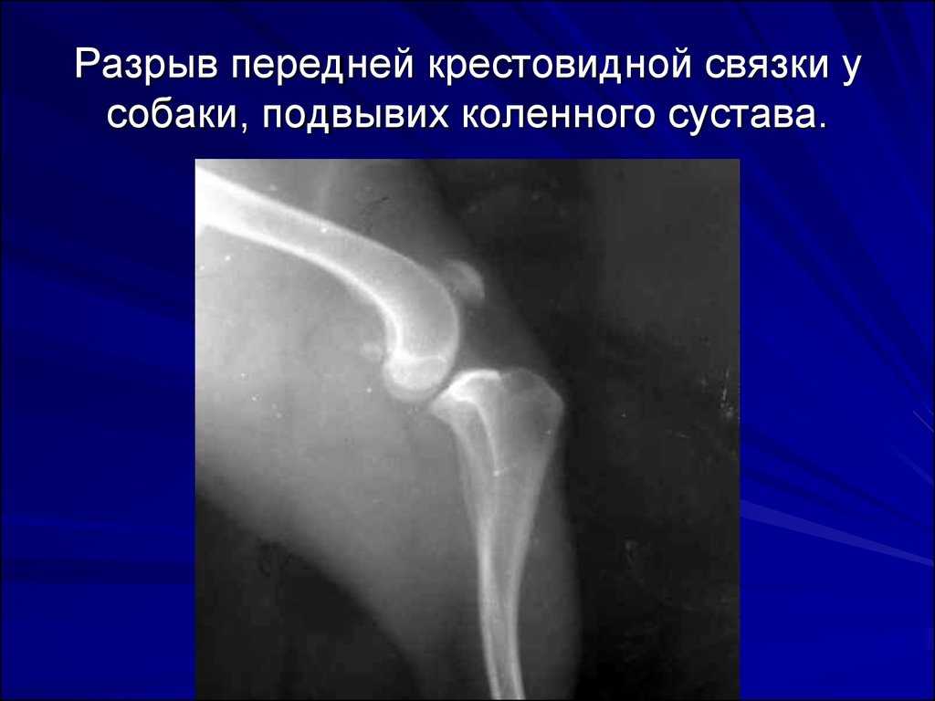 Разрыв связок у собаки (коленных, крестообразной, на лапе): симптомы, лечение - блог о животных - zoo-pet.ru