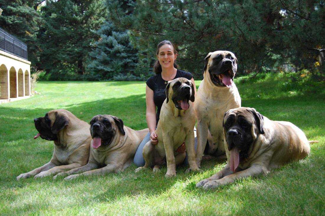 Английский мастиф 🐕: описание породы, характер, окрас,содержание и уход, фото собаки