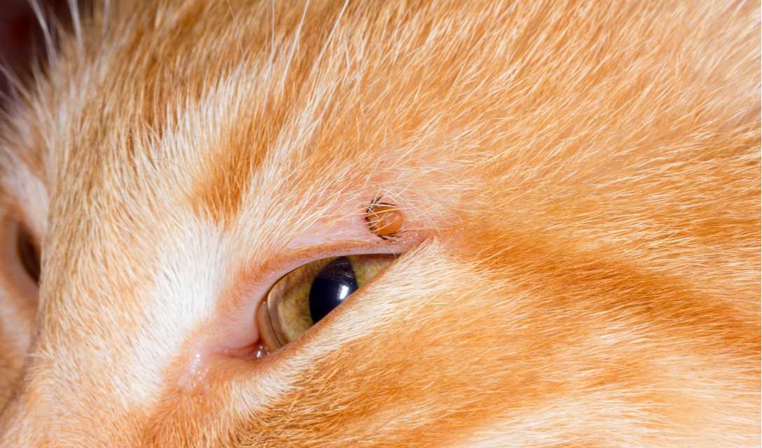 Энцефалит у кошек: как помочь животному, если оно заболело