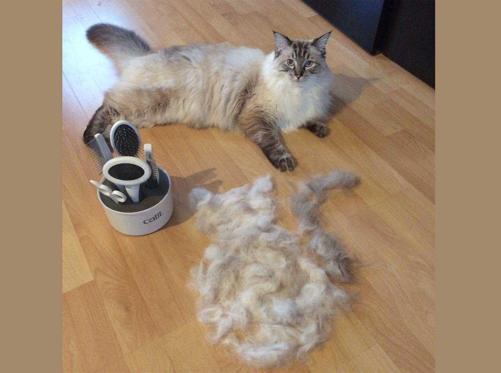 Линька кошек
