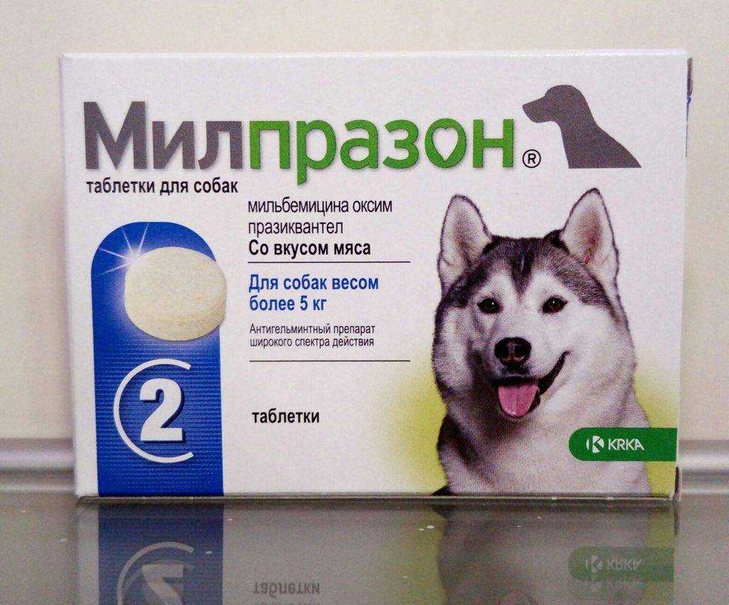 Пищевая аллергия у собак: признаки, симптомы, лечение, корм, диета