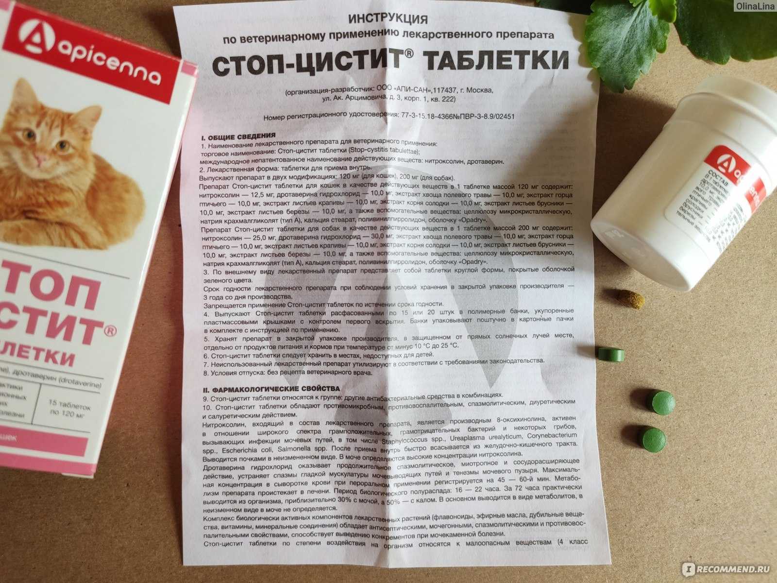4 вида цистита у кошек