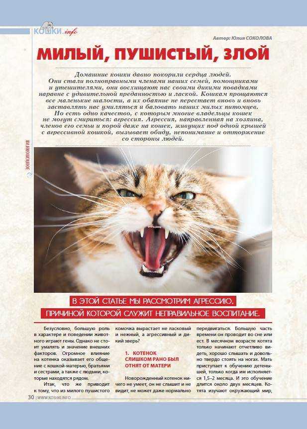 Кот или кошка шипит на хозяина - что делать?