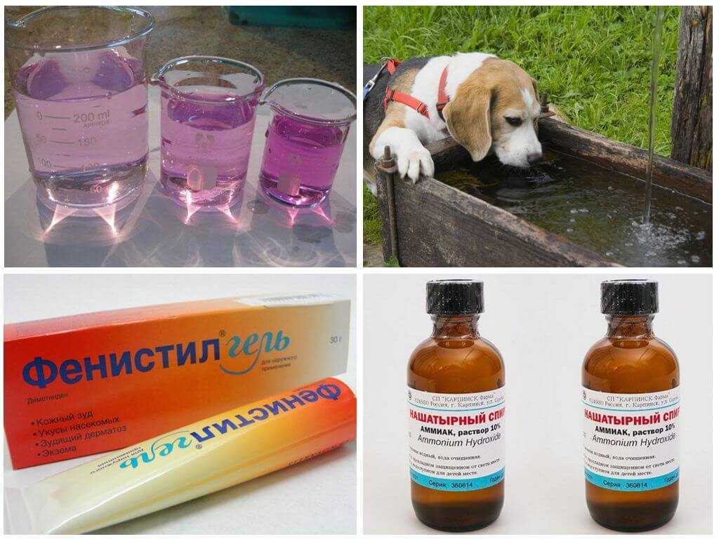 Как вытащить клеща у собаки