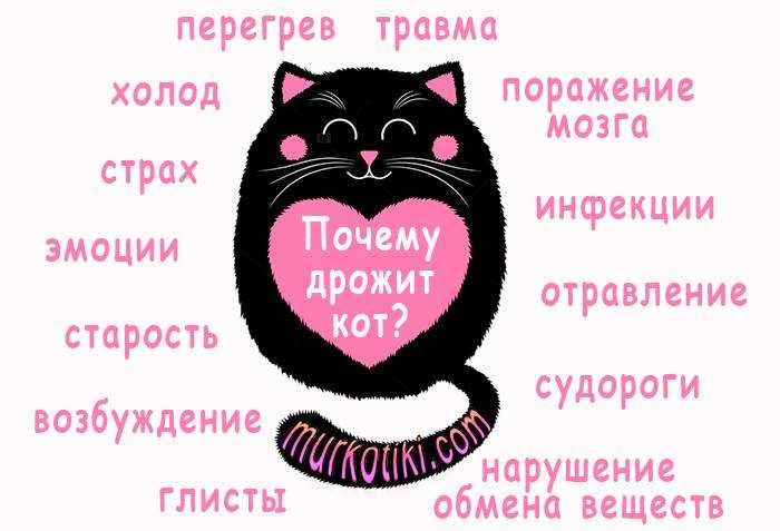 Кот дрожит после купания: причины и что делать?