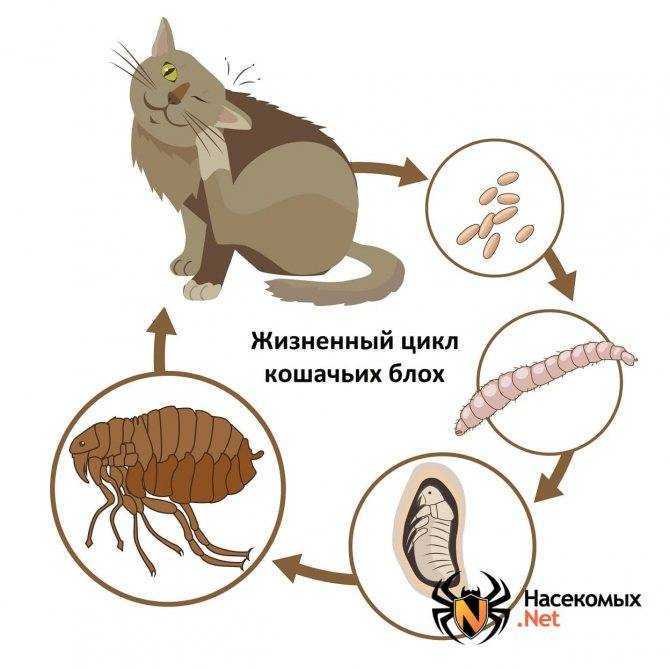 Как вывести блох у кошки в домашних условиях