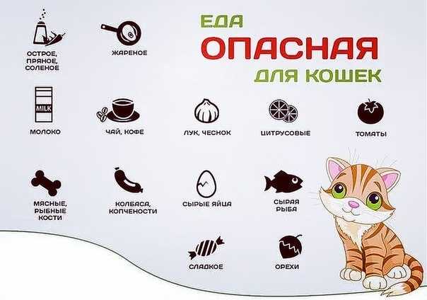 Кошка ест дыню это нормально » собачки и кошечки