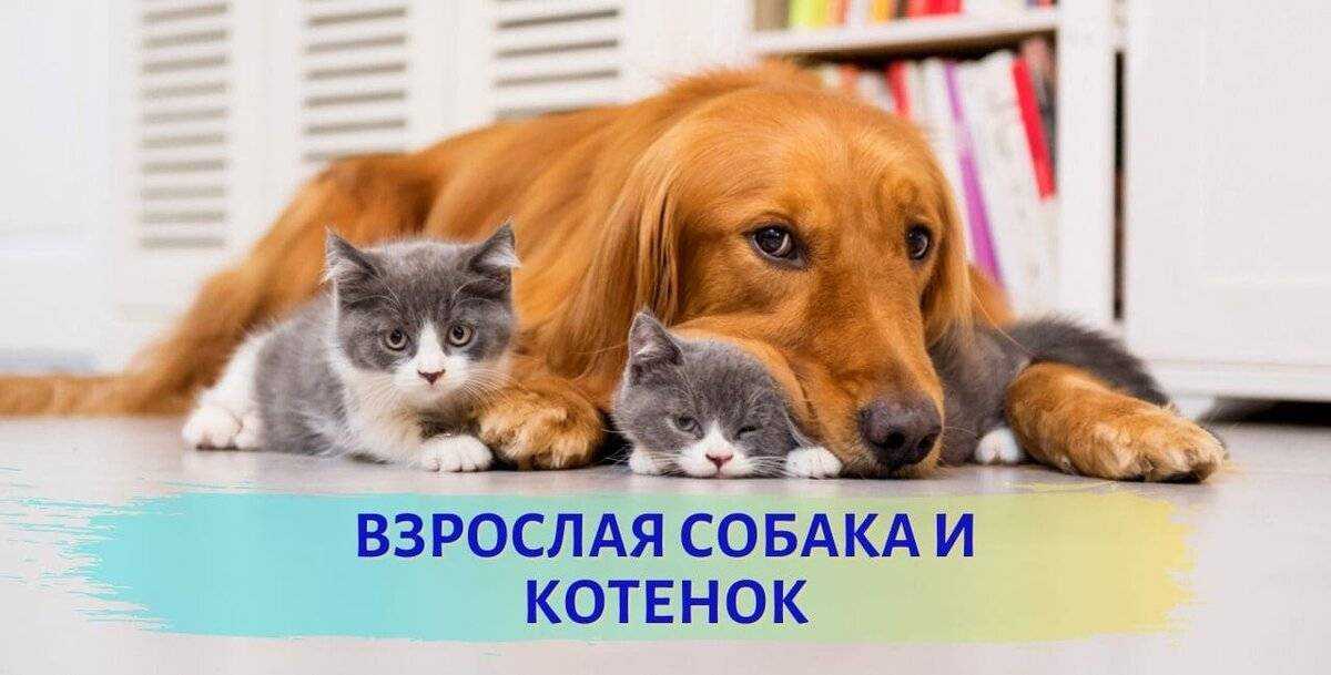 Как подружить вашу взрослую собаку с новыми питомцами в доме