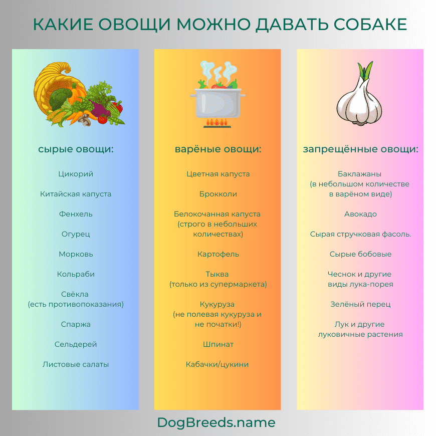 5 лучших овощей, которые дают собакам