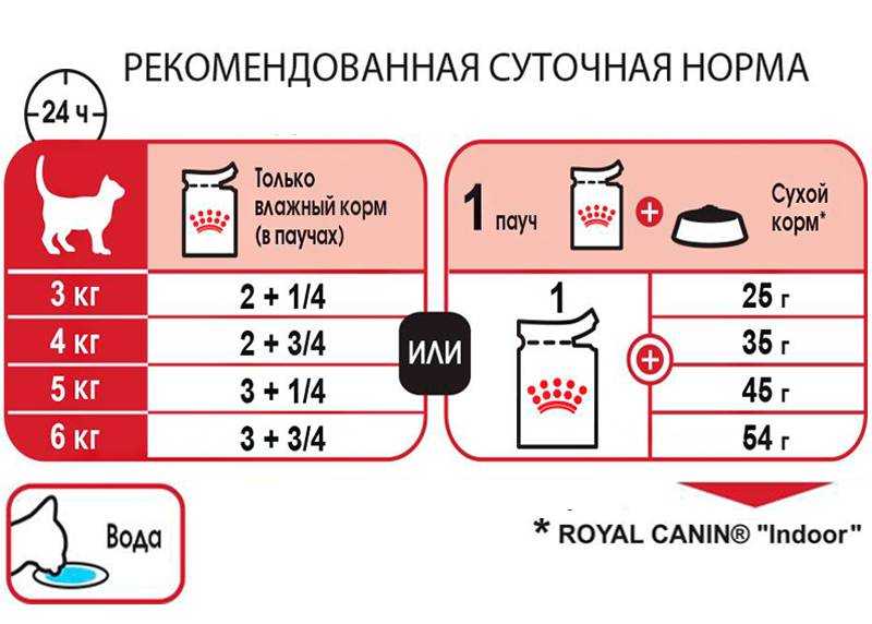 Минусы и плюсы сухого корма для кошек: памятка для хозяина