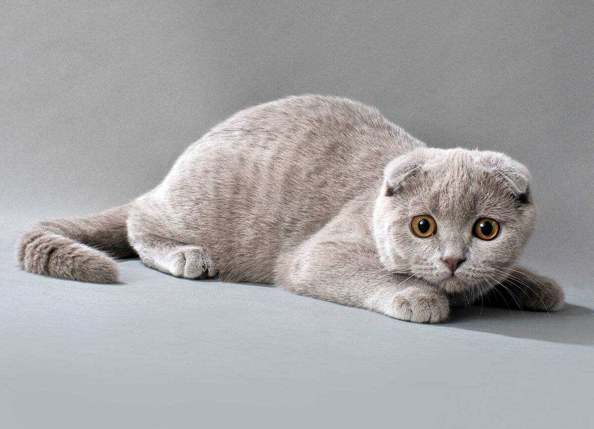 Какие кошки лучше ловят крыс и мышей? - e-zoo.org