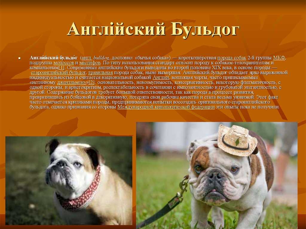 Все виды бульдогов: от популярных до вымерших, с фото и полными названиями