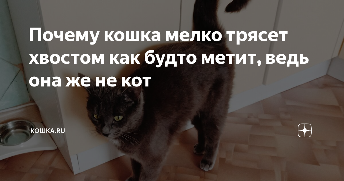 Почему у кошки иногда дергается спина?